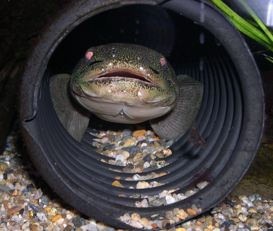 Polypterus weeksii